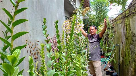 Koleksi Poll Anggrek Berbunga Plant Subur Sehat Rawatan Lama Harga