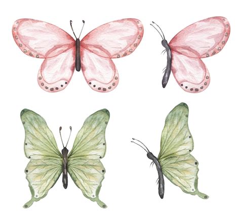 Delicada Mariposa Rosa Y Verde Clipart Set Acuarela Insectos