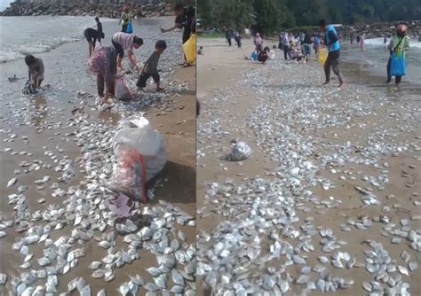 Ribuan Ikan Berserakan Di Pantai Pesisir Selatan Apa Yang Terjadi