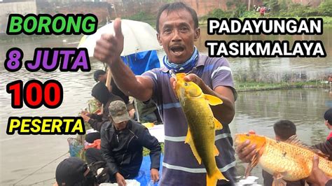 Mancing Borongan Ikan Mas Babon IDR 8 Juta Di Kolam Rizman Gudang