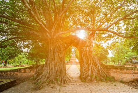 Wat Phra Ngam Stock Photos Royalty Free Wat Phra Ngam Images