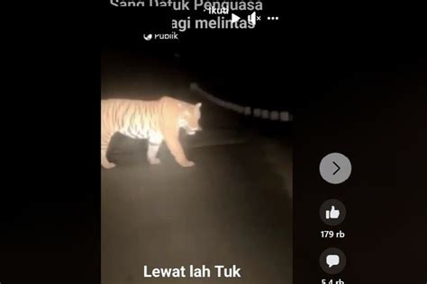 Foto Cek Fakta Video Harimau Melintasi Jalan Gelap Bukan Diambil Di