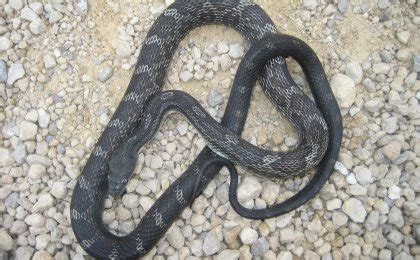 Black Rat Snake Pantherophis Obsoletus Psychotic Nature