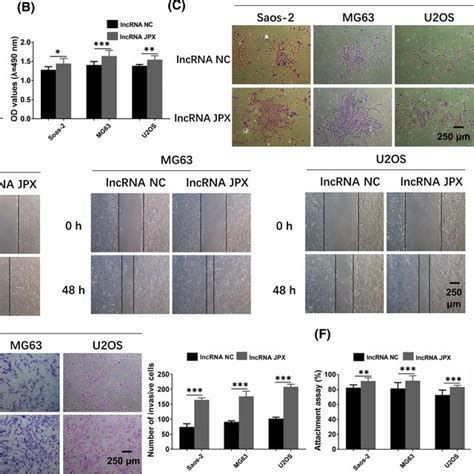 Lncrna Jpx Enhanced The Proliferation And Metastasis Of Os Cells A Download Scientific