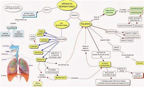 Apparato Respiratorio Scienza Per Bambini Mappe