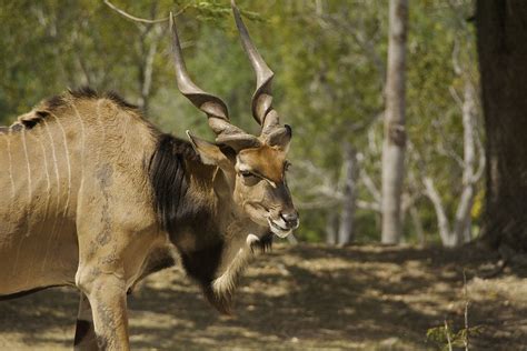 Giant Eland Taurotragus Derbianus A Lot Of Posts Today Flickr