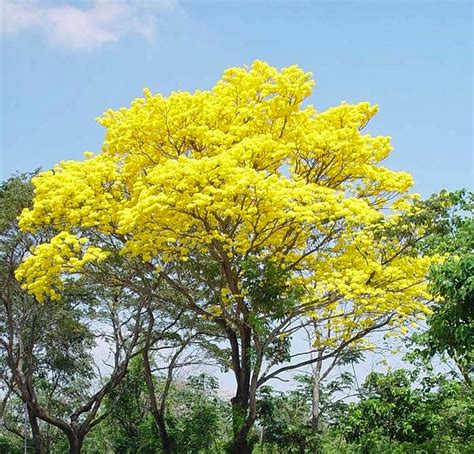 Simbolos Patrios: Araguaney árbol nacional de Venezuela