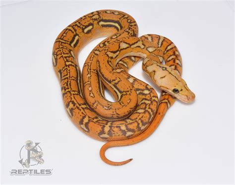 Insanely Cool New Retic - Reticulated Pythons - MorphMarket Reptile ...