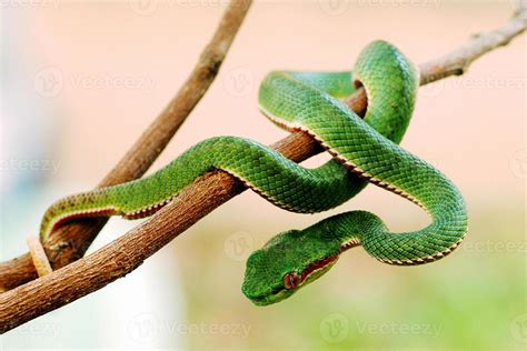 Snake Wrapped Around Tree