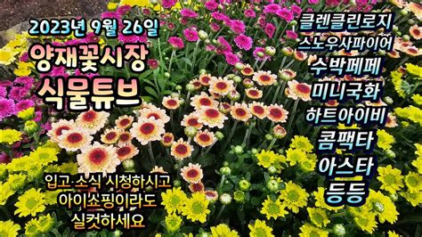 양재꽃시장 식물튜브 추석전 마지막 어떤 식물들이 입고 되었는지 함께 보러가시죠~ 양재꽃시장 식물튜브 월동 관엽 식물아빠