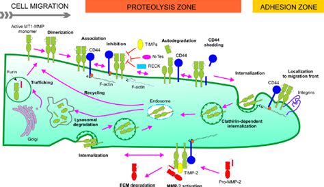 Schematic Presentation Of Mt1 Mmp Activation Activity And