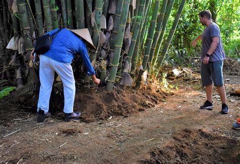 YOUR GO-TO GUIDE FOR HARVESTING BAMBOO SUSTAINABLY 6 - Bamboo U