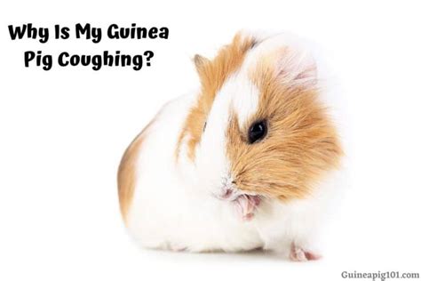 Why Is My Guinea Pig Coughing? (Causes & Remedies)