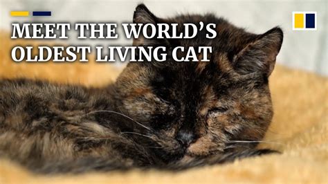 Meet Flossie The Worlds Oldest Living Cat At Nearly 27 Years Old