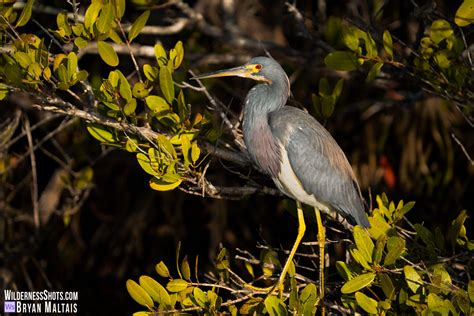 Tricolored Heron, Meritt Island, Florida photo print