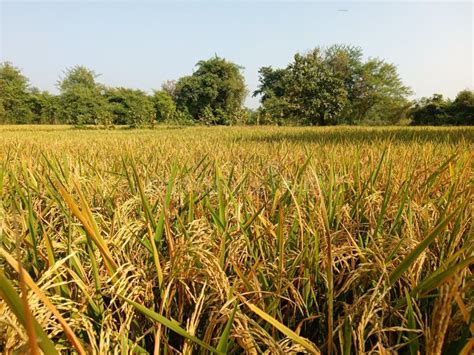 A india rice farming stock photo. Image of agriculture - 260410018