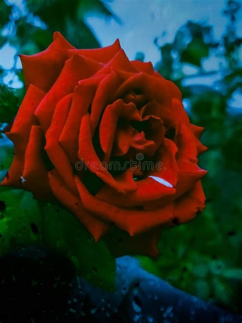 A Rose by any other name. stock image. Image of name - 179905015