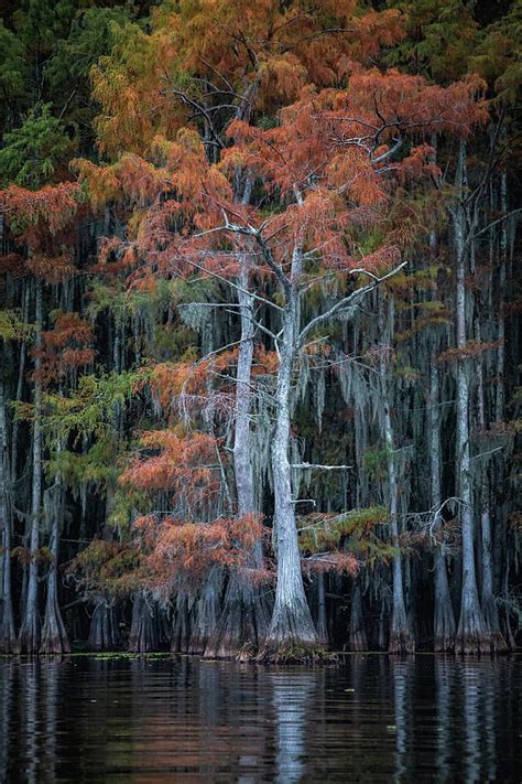 Caddo Lake Scupture Print Photograph By Harriet Feagin Fine Art America