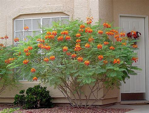 Caesalpinia Pulcherrima Var Red Red Dwarf Poinciana Pride Of