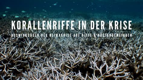 Environmental Justice Foundation Korallen In Gefahr Ejf Bericht