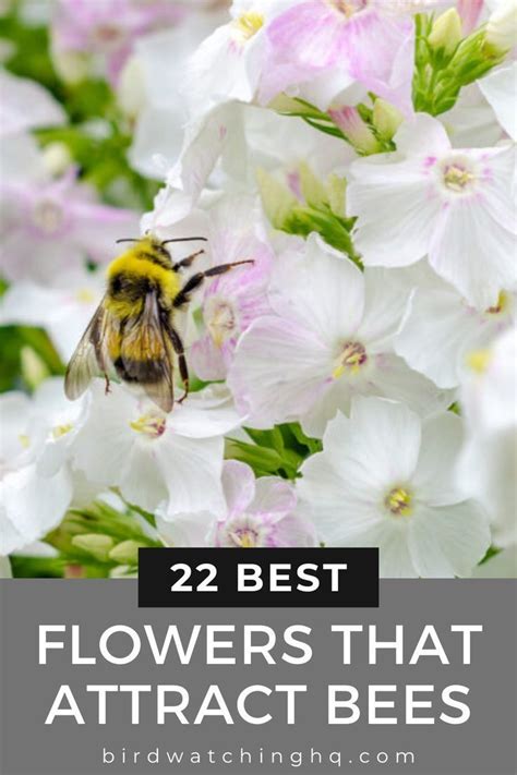 22 Proven Flowers That Attract Bees [2021 Guide] Bee Attracting Flowers Pollinator Garden