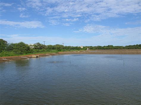 Phytoplankton In Aquaculture Ponds Friend Or Foe Responsible