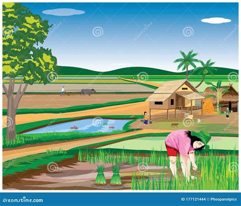 Farmer Work In Paddy Field Stock Vector Illustration Of Agriculture