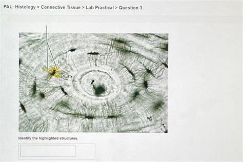 Solved PAL Histology Connective Tissue Lab Pra