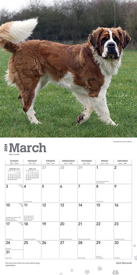 Saint Bernard National 2024 Calendar Laina Georgine