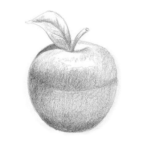 Apple Sketch stock illustration. Image of fruit, sketch - 6509966