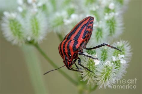 Shieldbug 4 Photograph By Heath Mcdonald Science Photo Library Pixels