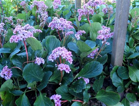 LA HORTENSIA DE INVIERNO O BERGENIA Características y cuidados