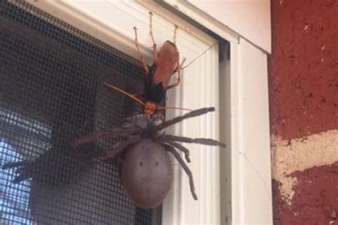 Giant Wasp Kills Huntsman Spider But Is Eaten By Ibis Bird Daily Mail