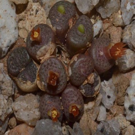 Hediyelikler Shop Conophytum Armianum Sukulent Tohumu Fiyatı