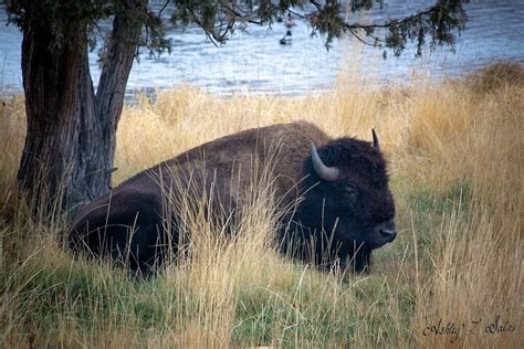 Flathead Lake And Bison Range Scenic Driving Tour West Glacier United