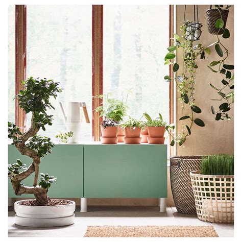 An Insiders Guide To Getting First Dibs On The Best Ikea Houseplants