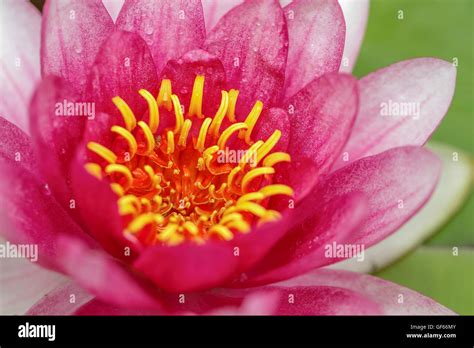 Pond With Pink Water Lilies Stock Photo Alamy