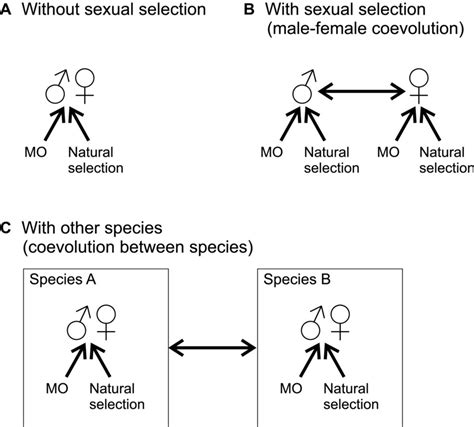 Sexual Selection Example