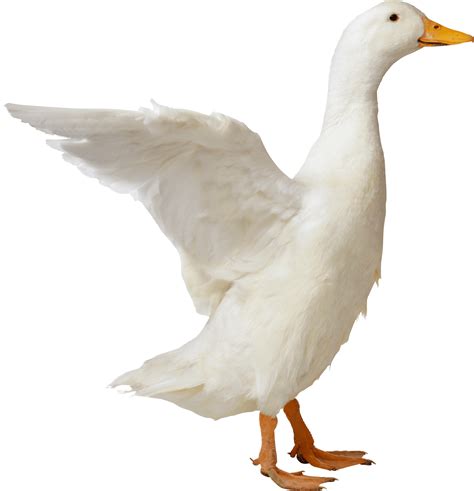 Goose Png 57 Koleksi Gambar