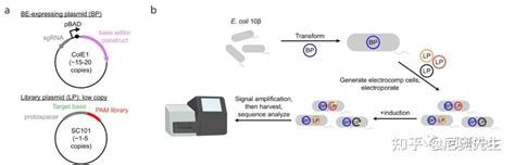 Nbt 重磅！david R Liu进化出紧凑的可识别单嘧啶pam的cas9变体 知乎