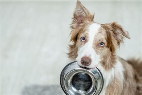 BARF für Border Collies proCani Magazin