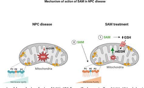 Figure 8 From S Adenosyl L Methionine Restores Brain Mitochondrial