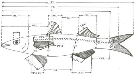 Measurements Of The Different Morphometric And Meristic Parameters Of Download Scientific