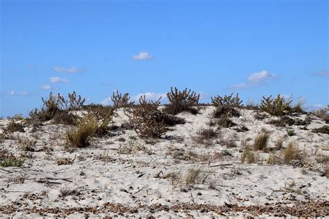 Dune Sand Beach - Free photo on Pixabay - Pixabay