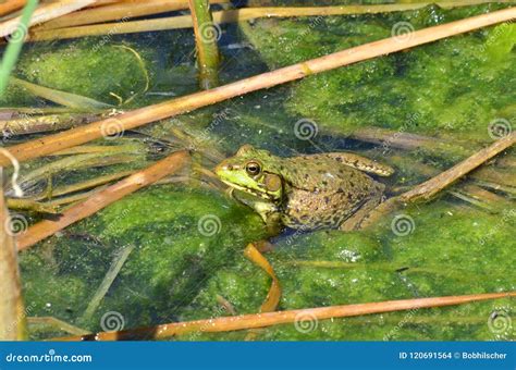 Green Frog, Male, with Yellow Throat during Breeding Season Stock Photo ...