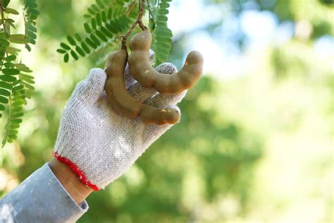 Cómo germinar semillas de tamarindo Huerto en casa