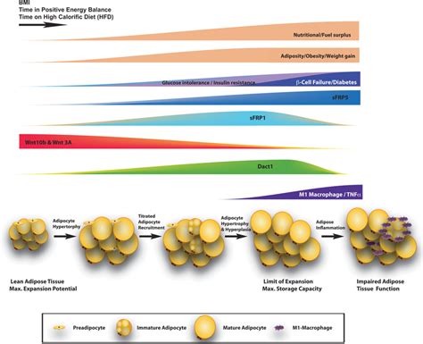 Adipose Tissue Expansion During The Development Of Obesity And Diabetes