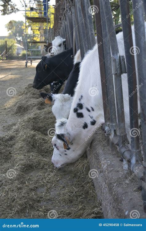 Cattle rearing stock photo. Image of steak, herd, beef - 45290458