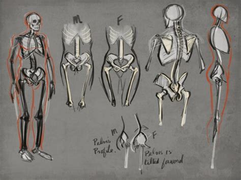 How To Draw Human Anatomy Program Lasopacollege