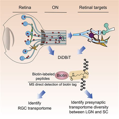 The Retinal Ganglion Cell Transportome Identifies Proteins Transported